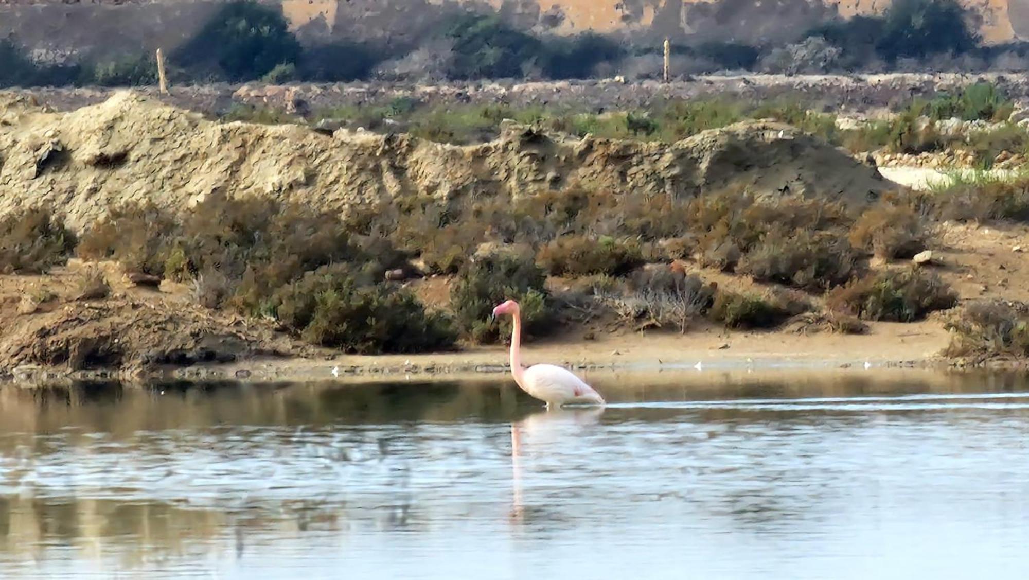 Apartment Flamingos View In Cabo De Gata